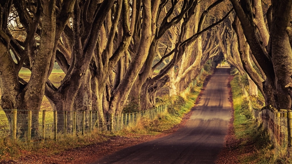 The Dark Hedges / The Kingsroad in Game of Thrones